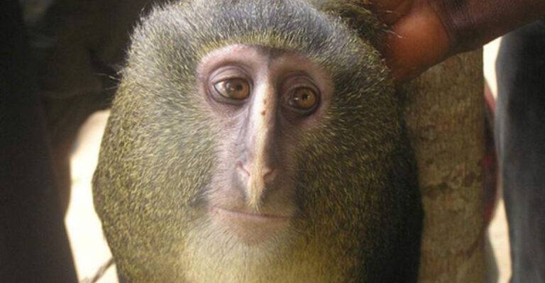 12 Newly Discovered Species That Showcase Nature’s Limitless Creativity