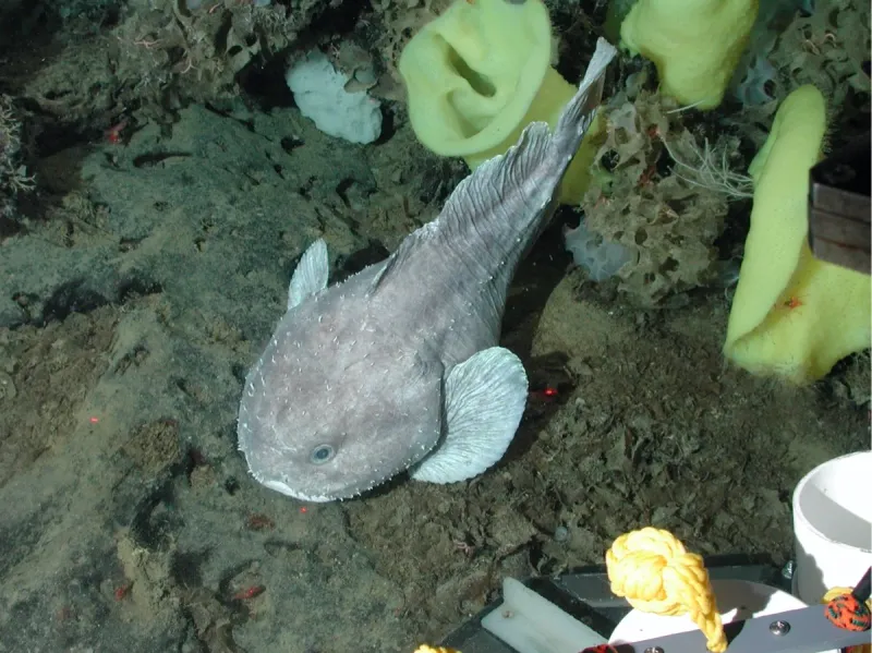 Blobfish: Not Actually Ugly Underwater