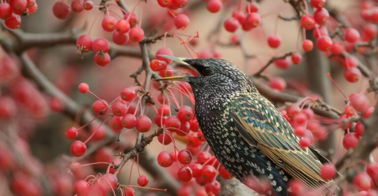 12 Non-Native Invasive Birds Taking Over America