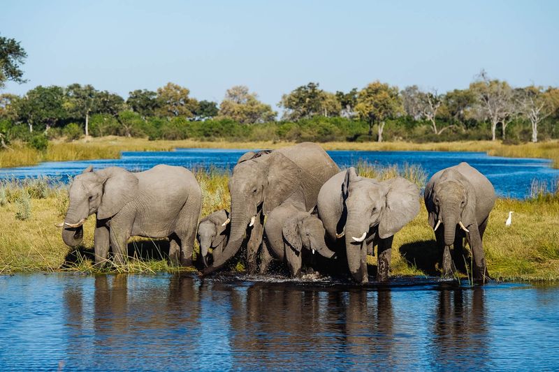 Chobe National Park, Botswana