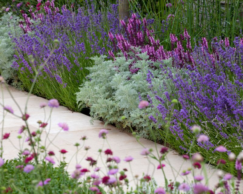 Fragrant Lavender Borders