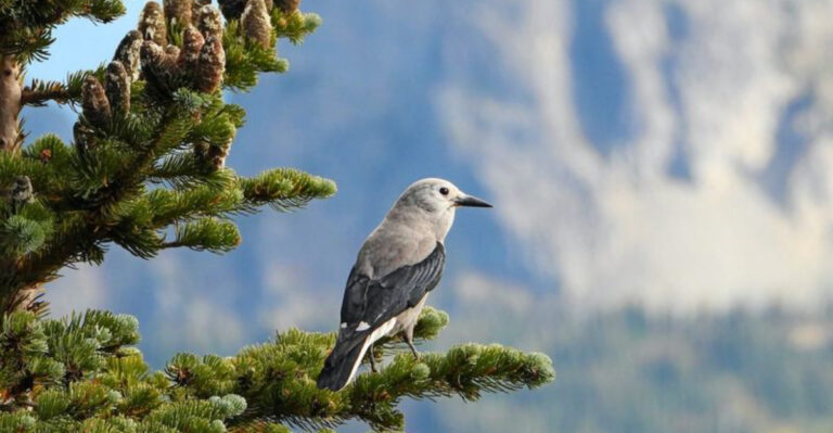 12 Rare Birds You Can Only Find In U.S. Forests