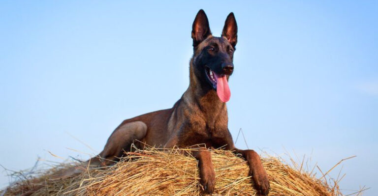 12 Reasons Belgian Malinois Owners Would Never Choose Another Breed