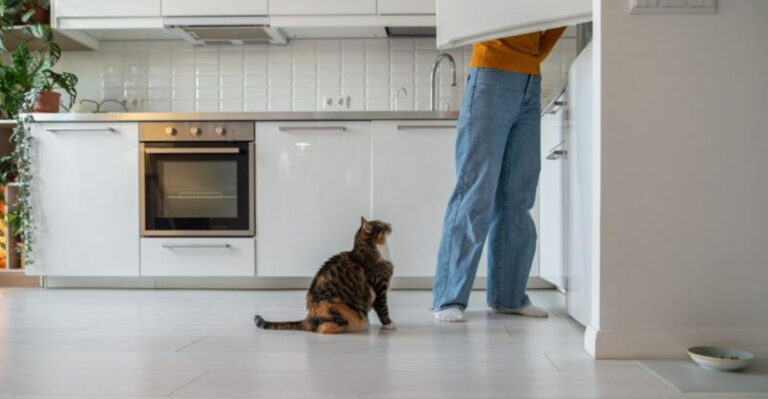 12 Reasons Your Cat Follows You Around (And 6 Tips To Stop Them From Following You Outside)