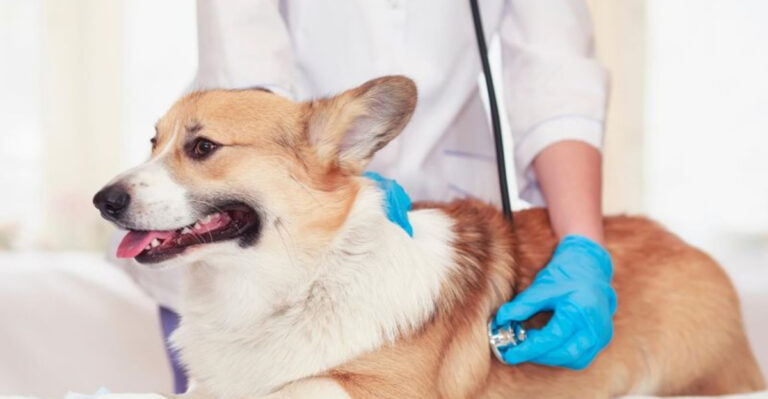 12 Serious Health Problems Overweight Dogs Face