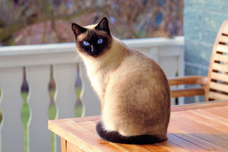 Seal Point Siamese: The Classic Beauty
