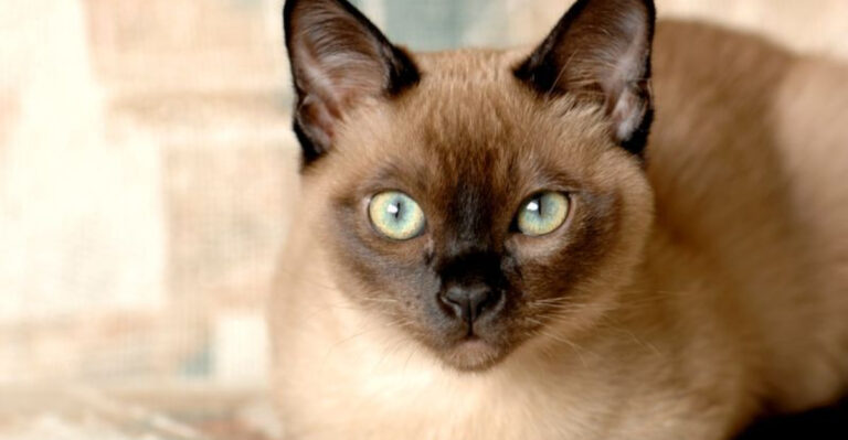 12 Siamese Cat Varieties Ranked By Their Most Special Traits