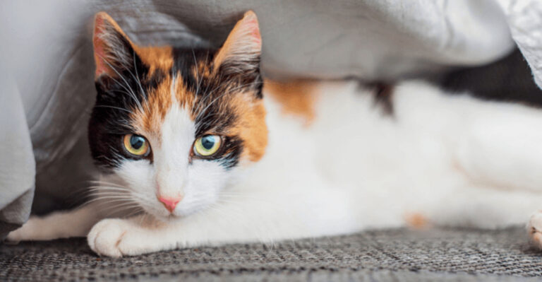12 Signs Your Cat Can Feel Your Stress