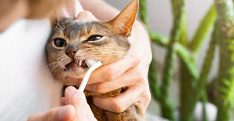 12 Signs Your Cat Might Need A Tooth Pulled (Or A Dentist Visit In General)