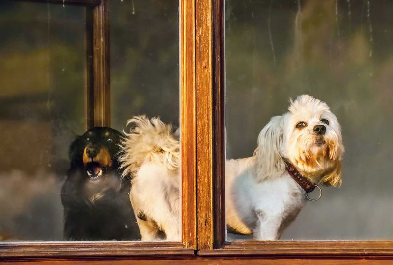 Excessive Barking Or Whining
