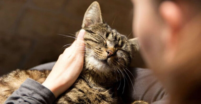 12 Simple Things That Will Make Your Cat Secretly Love You More