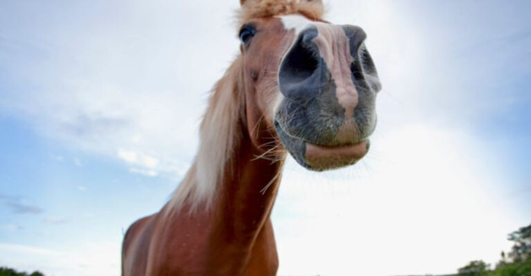 12 Smells That Horses Absolutely Hate And What You Can Do About It