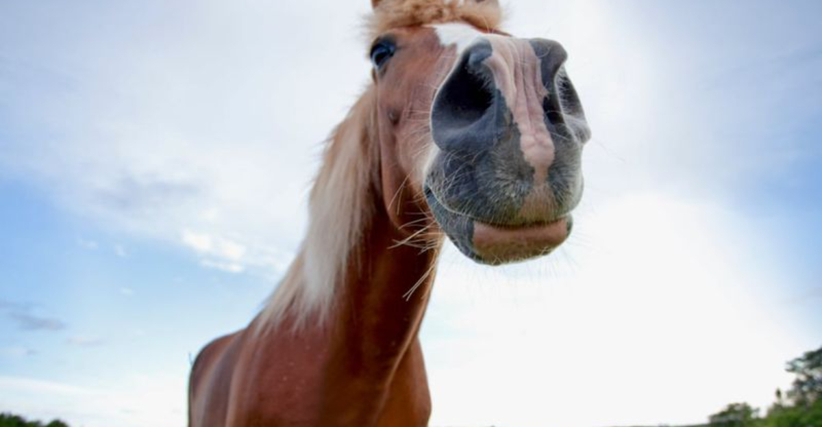 12 Smells That Horses Absolutely Hate And What You Can Do About It
