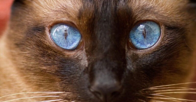 12 Things That Set Siamese Cats Apart