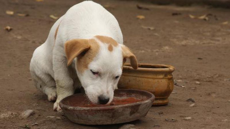 Set Out Fresh Water Bowls