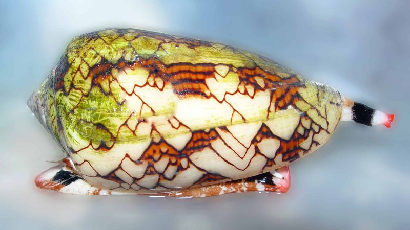 Deadly Venom Lurks Inside