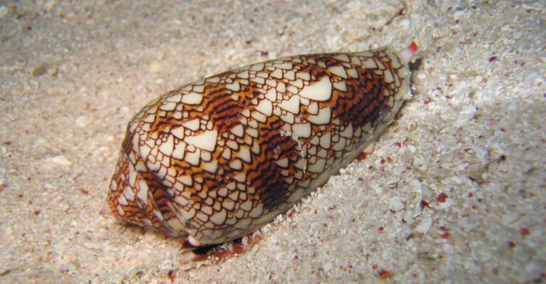12 Things You Should Know About Cone Snails Before Picking Up Their Shells On Your Next Beach Visit