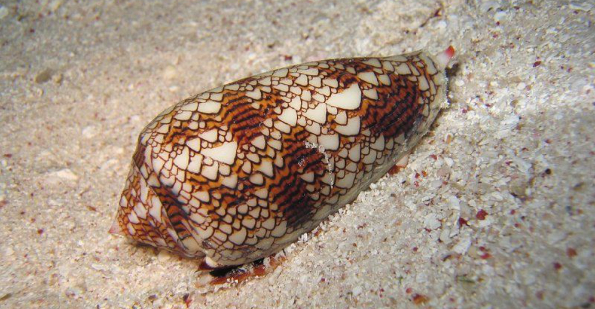 12 Things You Should Know About Cone Snails Before Picking Up Their Shells On Your Next Beach Visit