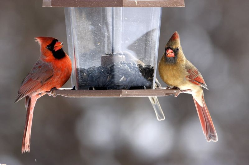 Northern Cardinals