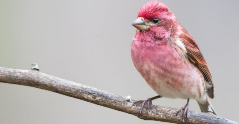12 Types Of Birds That’ll Flock To Your Feeder Once You Add Safflower Seeds