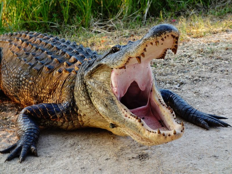 Florida: The Undisputed Champion Of Gator Incidents