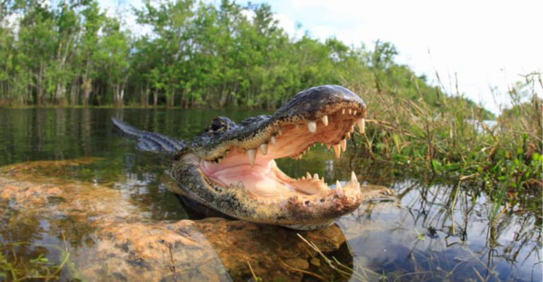12 U.S. States With The Highest Number Of Alligator Attacks (Florida, Texas, Louisiana Leading)