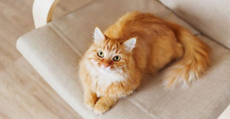 12 Unspoken Rules Of Loving A Cat Who Doesn't Always Show It