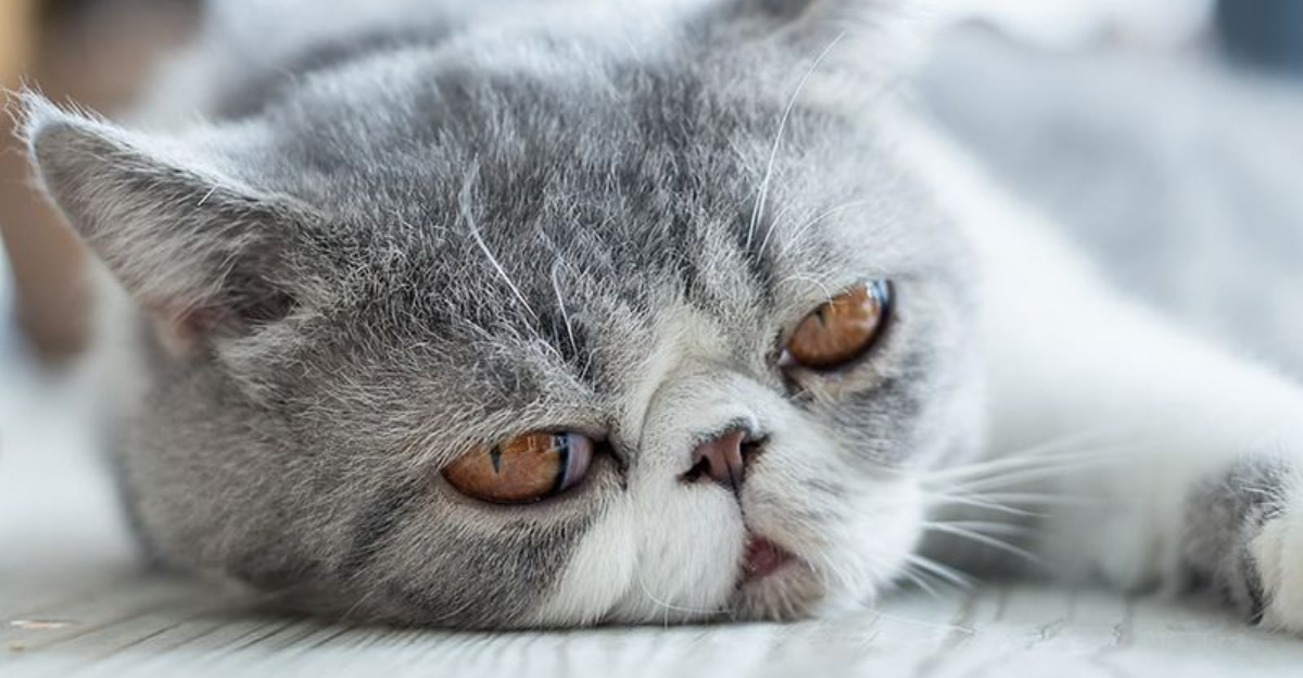 12 Warning Signs Of Brachycephalic Airway Syndrome In Persian Cats