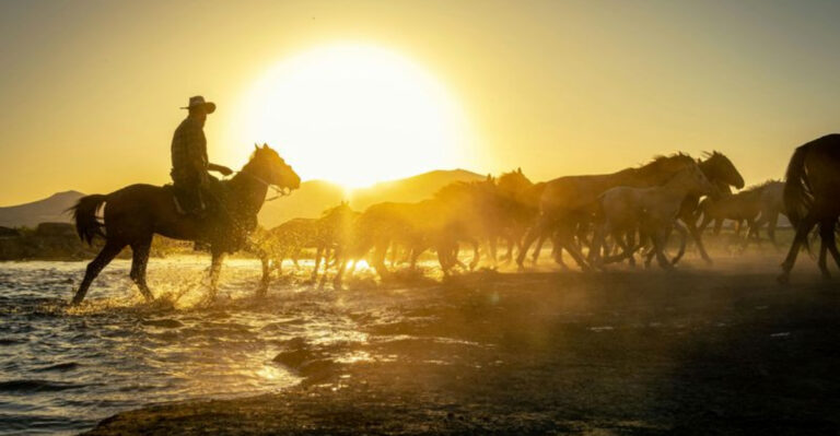 12 Ways Horses Transformed The American Frontier
