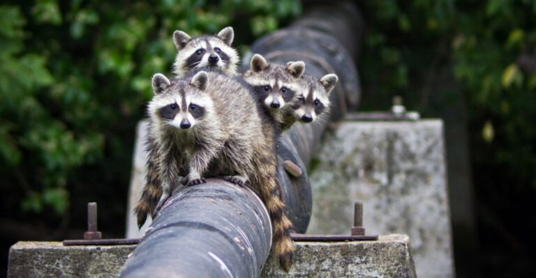 12 Ways Wildlife Is Reclaiming Abandoned Urban Landscapes