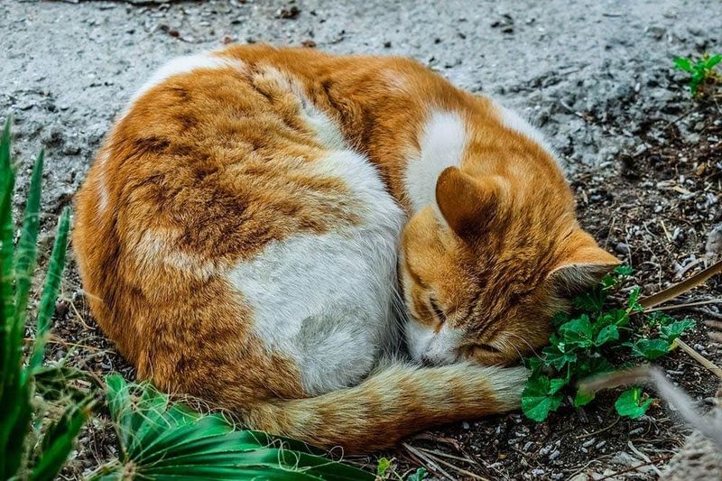 Cats (Domestic And Wild)