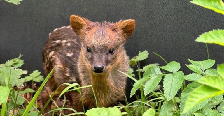 13 Adorable Facts About The World’s Smallest Deer