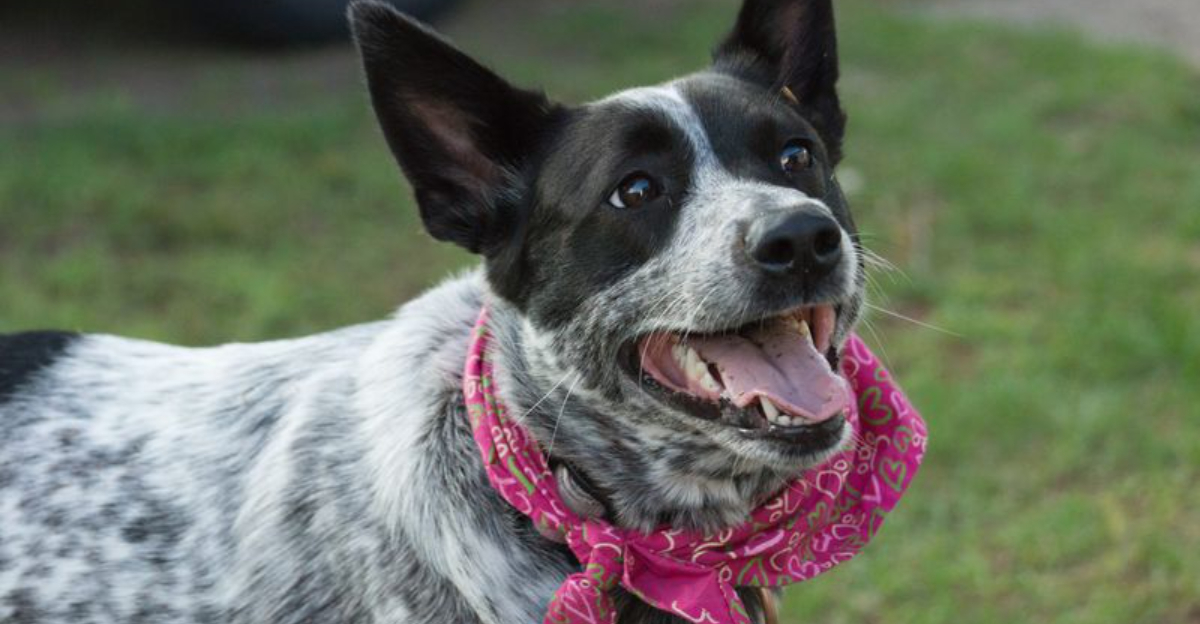 13 Amazing Qualities You’ll Love About The Australian Cattle Dog