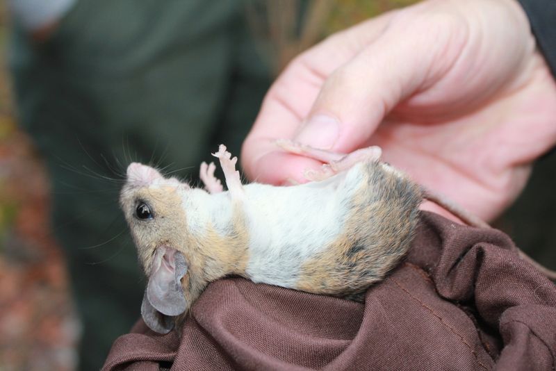 Florida Mouse: The Gopher's Roommate
