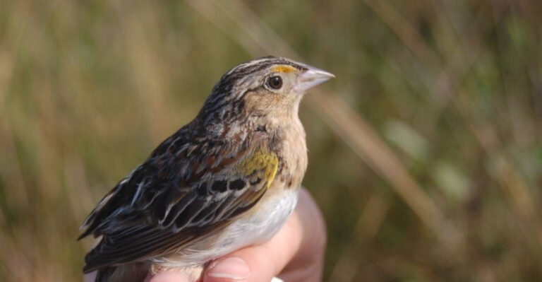 13 Animals Found Only In Florida And Why They’re So Hard To Spot