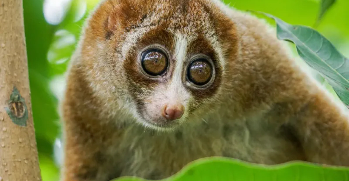 13 Animals That Look Harmless But Are Actually Deadly