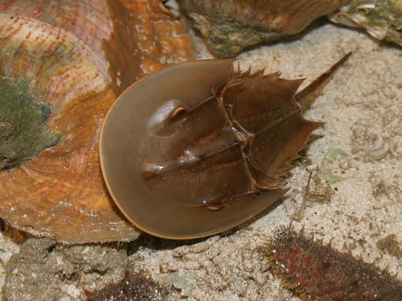 Horseshoe Crabs