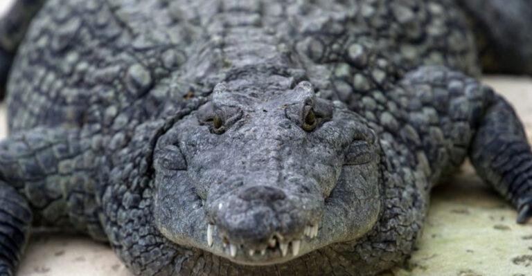 13 Animals That Look The Same As They Did Millions Of Years Ago