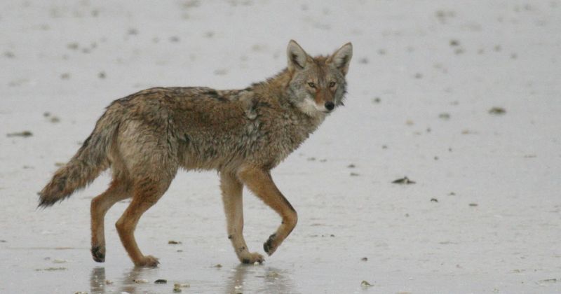 Silent Nighttime Hunters: Coyotes