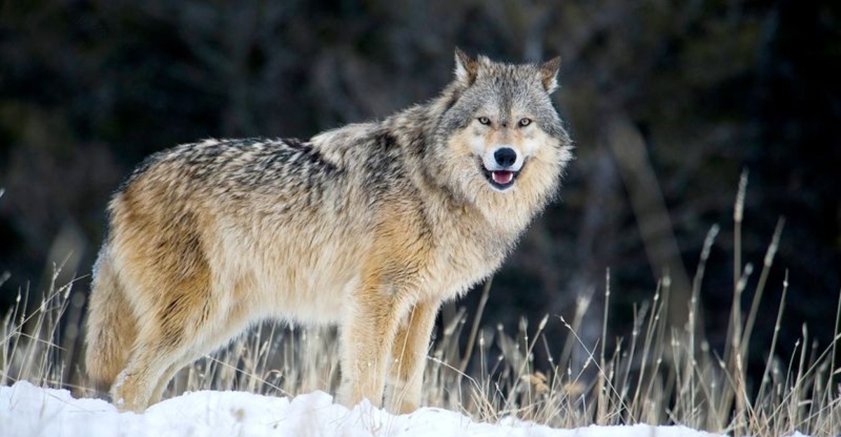13 Animals That Pose The Greatest Risk To U.S. Farmers And Their Livestock