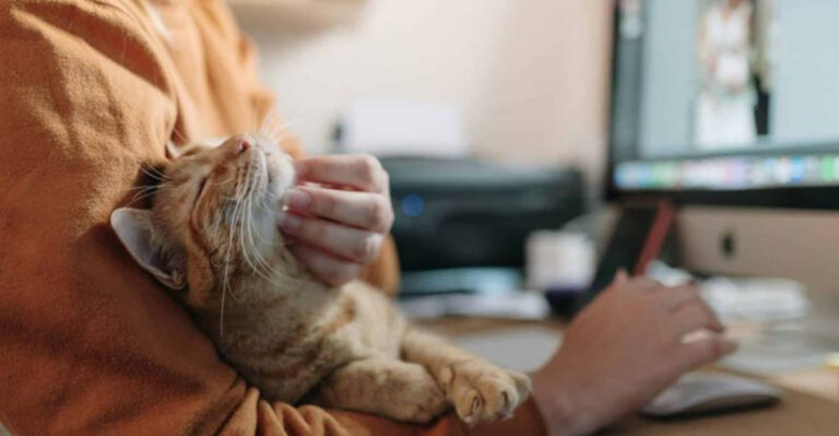 13 Benefits Of Having A Cat In Your Home