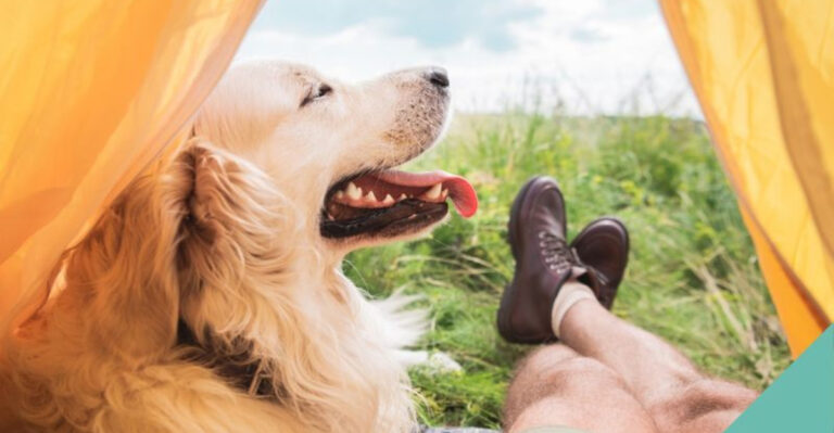 13 Best Dog Breeds For People Who Love Camping, According To Vets