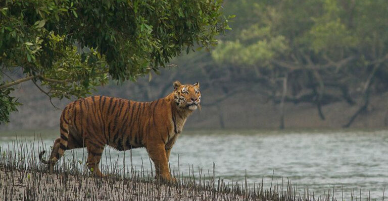 13 Big Cats Living In Some Of The World’s Most Dangerous Habitats