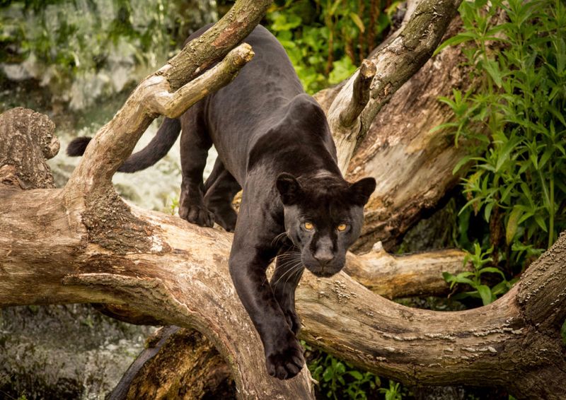 Black Panther: Shadow Stalker