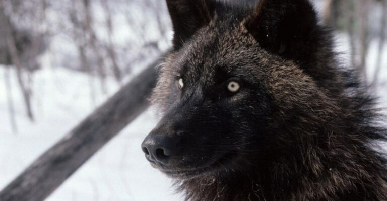 13 Black Animals Known For Their Silent, Lethal Nature