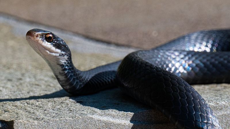 Southern Black Racer