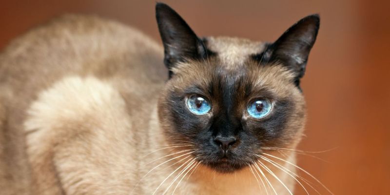 Siamese: The Chatty Champions