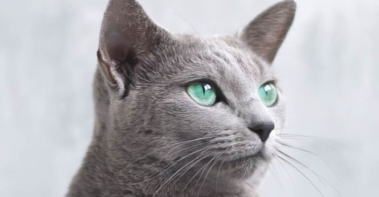 13 Cat Breeds That Live The Longest According To Experts (Ranked)
