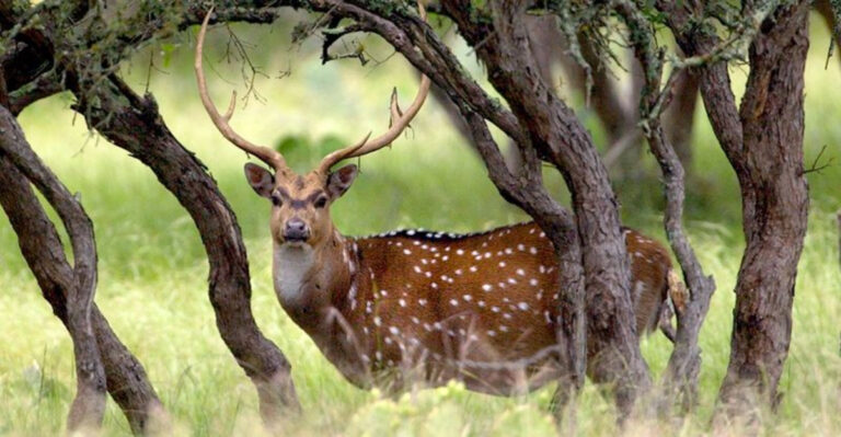 13 Challenges Texas Landowners Face With Invasive Axis Deer