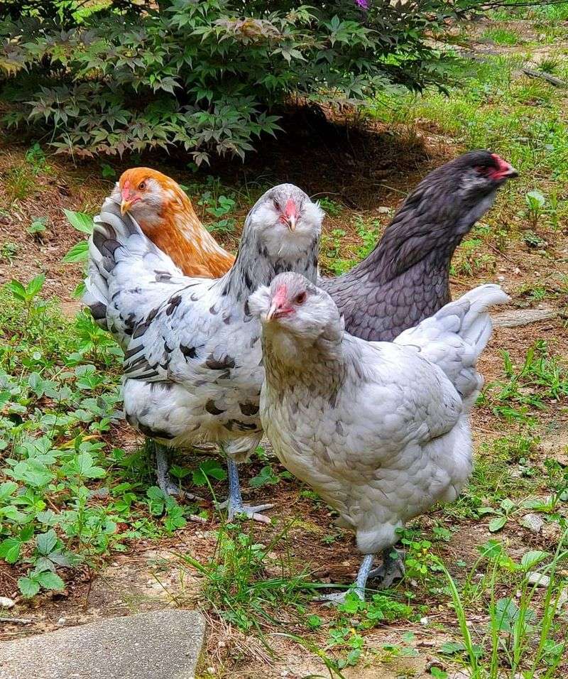 The Easter Egger